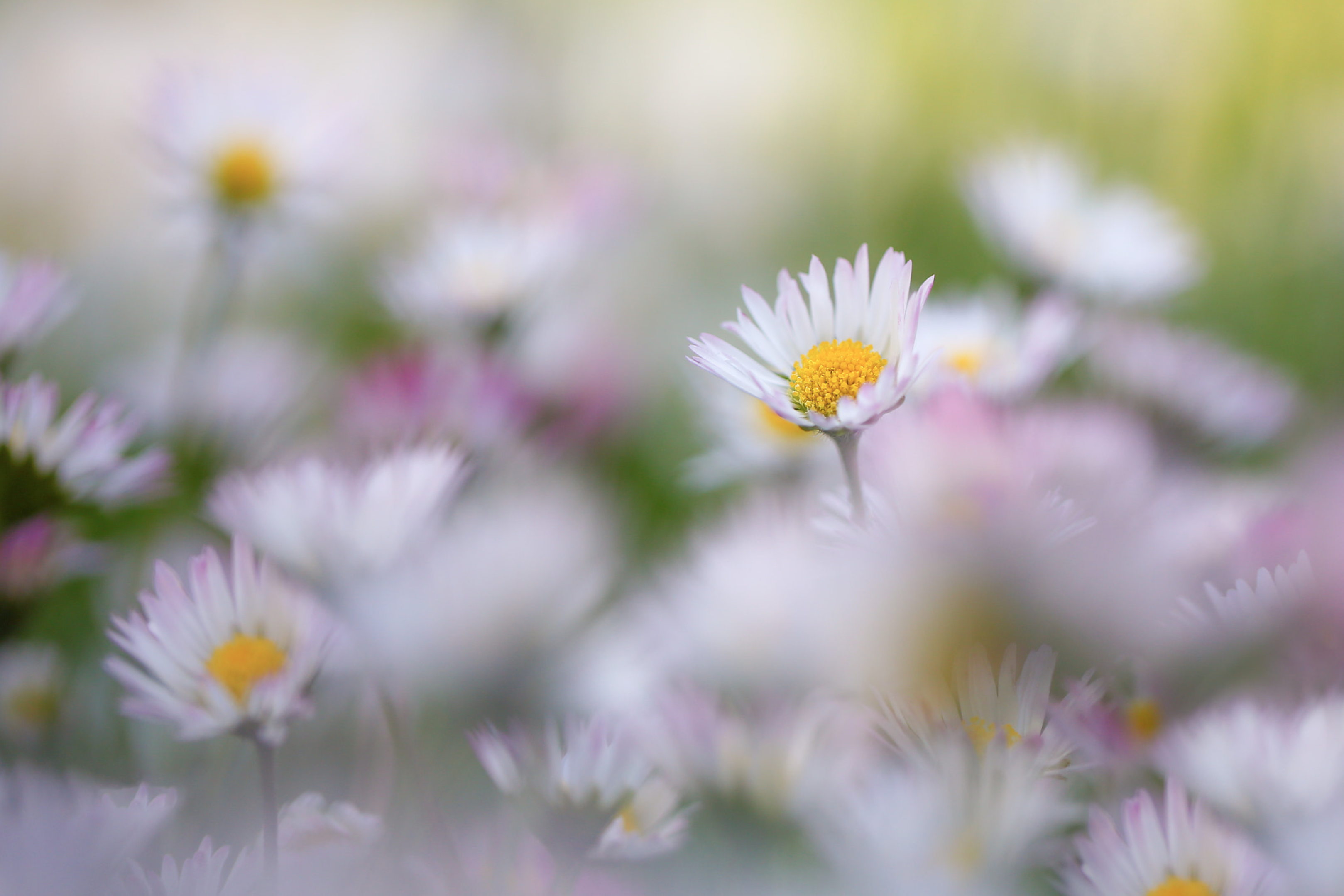 I Dream Of Daisies